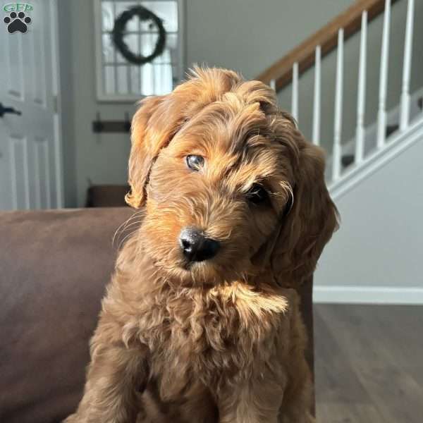 Dodge, Mini Goldendoodle Puppy